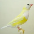 lady-gouldian-finch-yellow-back-125345_836x836.jpg.webp