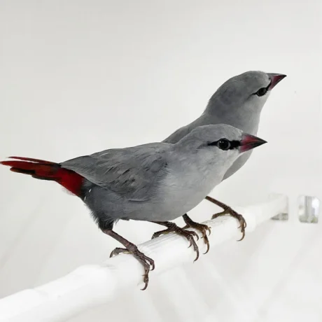 Lavender Waxbill