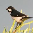 lined-seedeater-620765_250x202.jpg