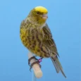 lizard-canary-392666_768x768.webp