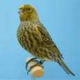 lizard-canary-676857_768x768.webp