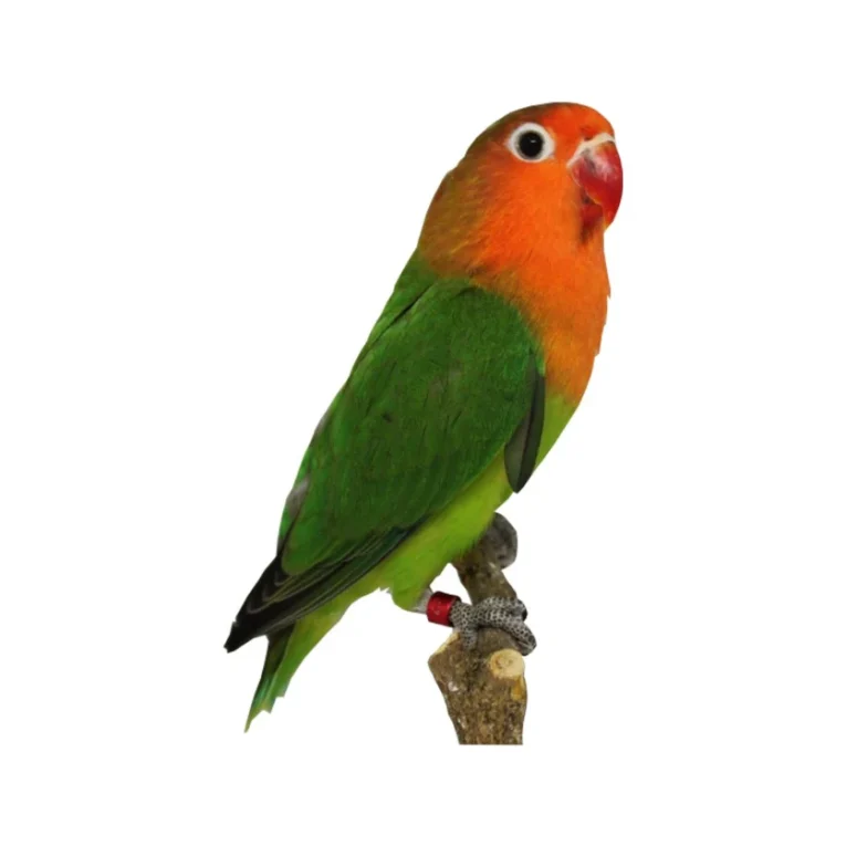 lovebird-fischer-955643_836x836.jpg.webp