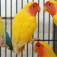 lovebird-lutino-421569_836x836.jpg.webp