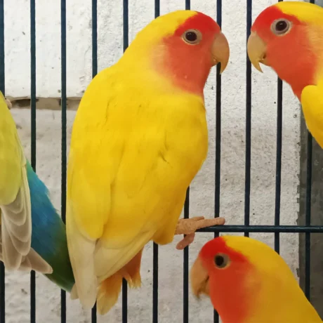 Lovebird Lutino