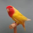 lovebird-lutino-746043_836x836.jpg.webp