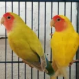 lovebird-lutino-860385_836x836.jpg.webp