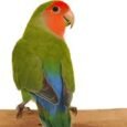lovebird-peach-face-393415_294x171.jpg