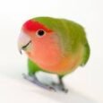 lovebird-peach-face-592775_305x165.jpg