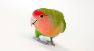 Lovebird Peach Face