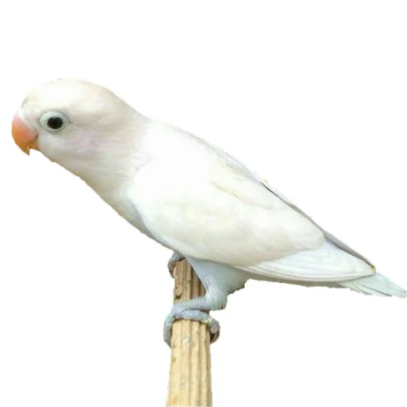Lovebird White