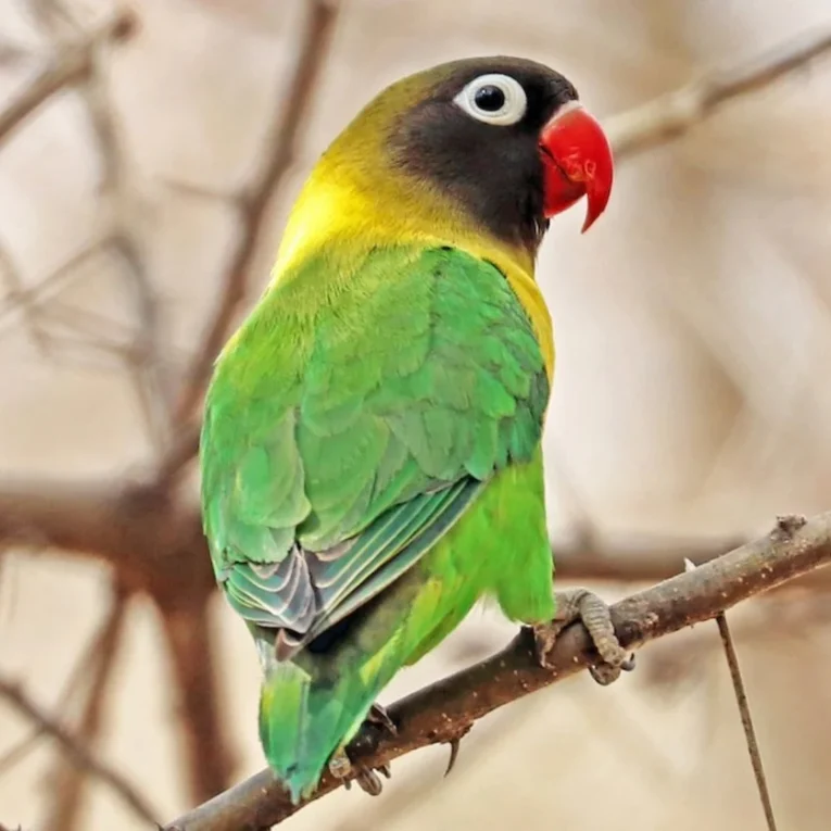 lovebird-yellow-collared-black-masked-682062_836x836.jpg.webp