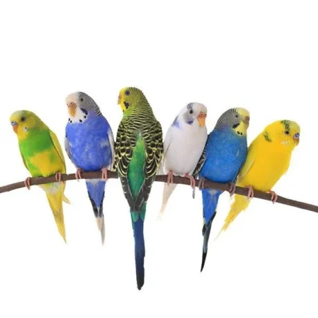 Parakeets
