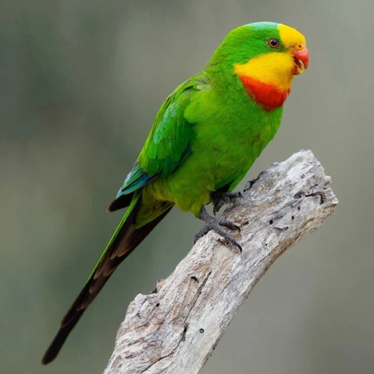 parrot-superb-184465_836x836.jpg.webp