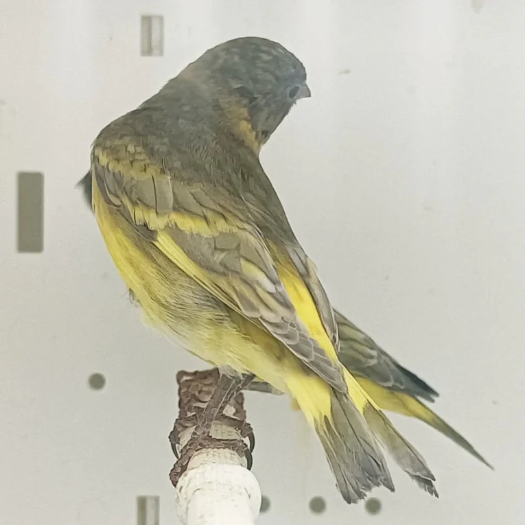 pastel-black-hooded-siskin-464664_824x824.jpg.webp