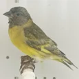 pastel-black-hooded-siskin-584348_824x824.jpg.webp