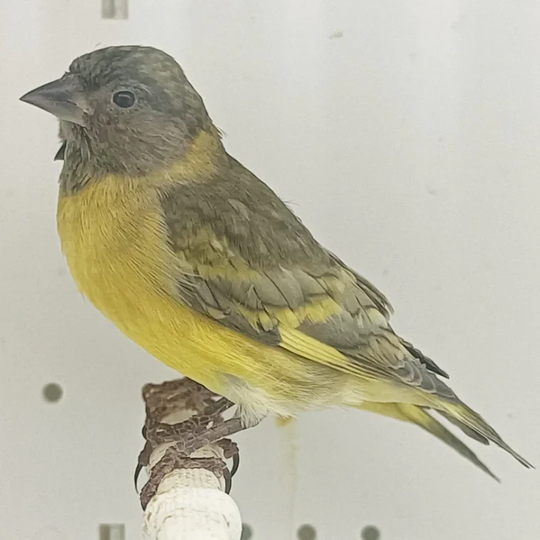 pastel-black-hooded-siskin-584348_824x824.jpg.webp
