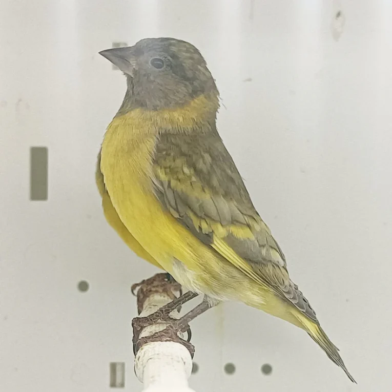 pastel-black-hooded-siskin-812958_824x824.jpg.webp