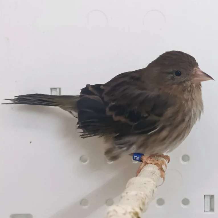 pine-siskin-hybrid-457889_824x824.jpg.webp