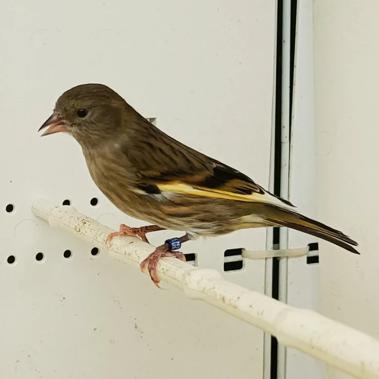 pine-siskin-hybrid-650355_824x824.jpg.webp