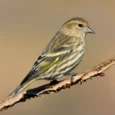pine-siskin-hybrid-991032_824x824.jpg.webp