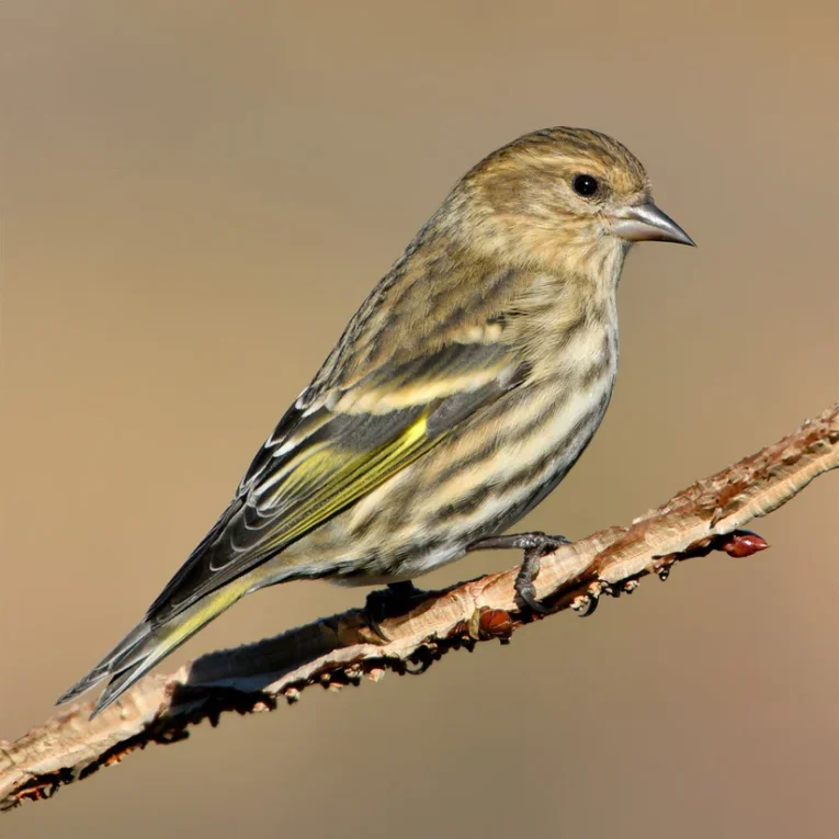 pine-siskin-hybrid-991032_824x824.jpg.webp