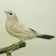 plum-head-cherry-finch-fawn-231460_225x225.jpg