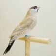 plum-head-cherry-finch-fawn-480776_225x225.jpg