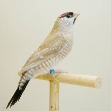 Cherry Finch Plum Head Fawn