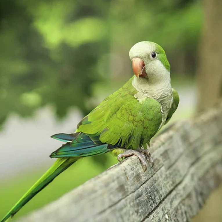 Quaker Parrot for Sale with green plumage and distinctive gray face