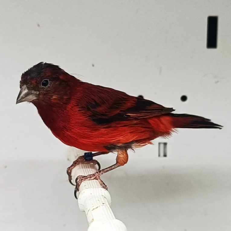 Siskin x Red Canary Hybrid for sale with colorful plumage