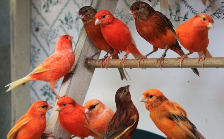 redcanaries.jpg