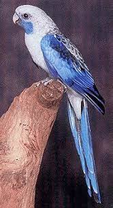 Rosella Crimson Blue