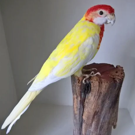 Rosella Lutino