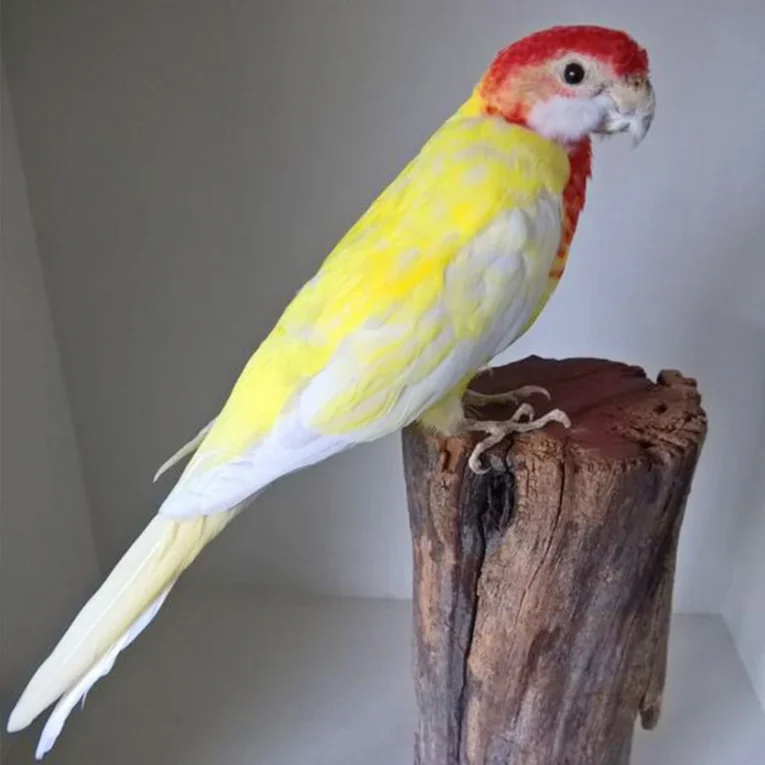 rosella-lutino-294367_836x836.jpg.webp