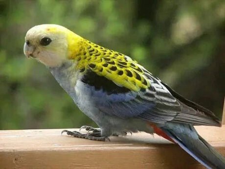Rosella Pale Headed Mealy Blue Cheeked