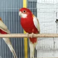 rosella-rubino-golden-mantled-759157_836x836.jpg.webp