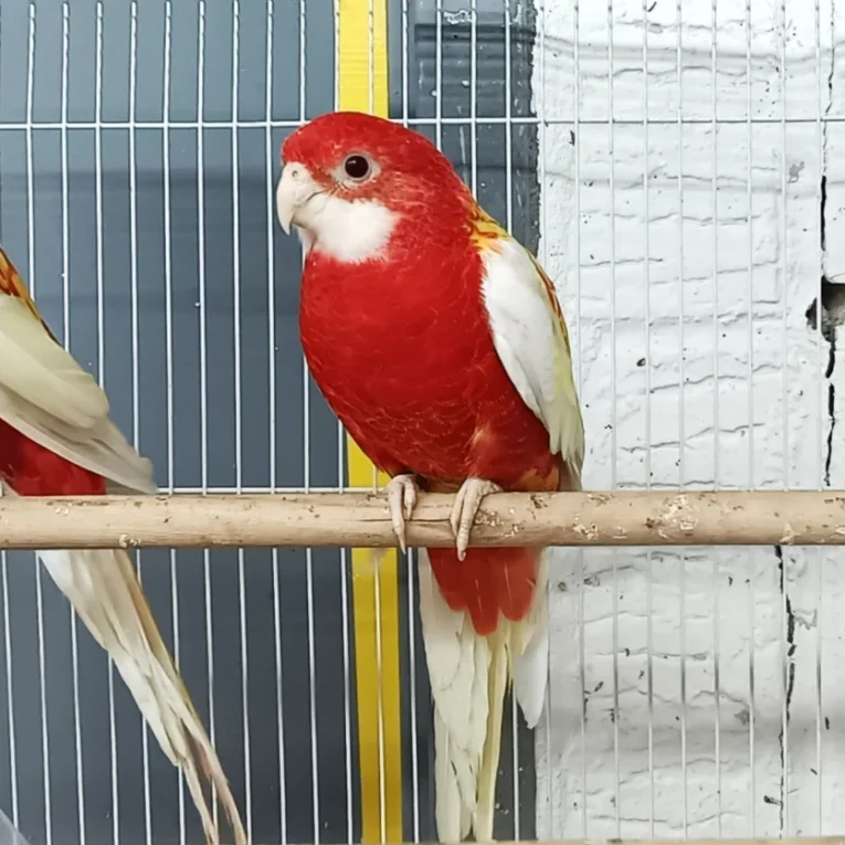 rosella-rubino-golden-mantled-759157_836x836.jpg.webp