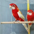 Rubino Golden Mantled Rosella for Sale with red, yellow, and golden plumage