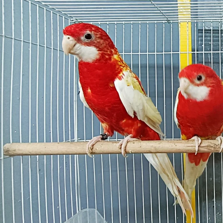 Rubino Golden Mantled Rosella for Sale with red, yellow, and golden plumage