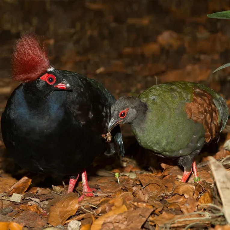 roulroul-quail-pair-354484_836x836.jpg.webp