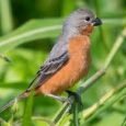 ruddy-breasted-seedeater-595062_259x194.jpg