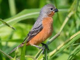 Ruddy-Breasted Seedeater