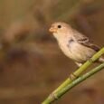 ruddy-breasted-seedeater-726770_279x181.jpg