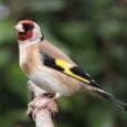 siberian-goldfinch-103739_252x200.jpg
