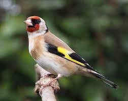 Siberian Goldfinch