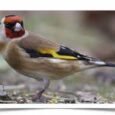 siberian-goldfinch-984302_275x183.jpg