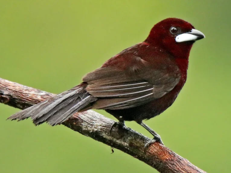 Silver-beaked Tanager for Sale with crimson plumage and contrasting dark wings