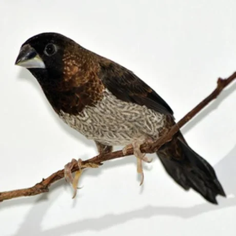 Society Finch