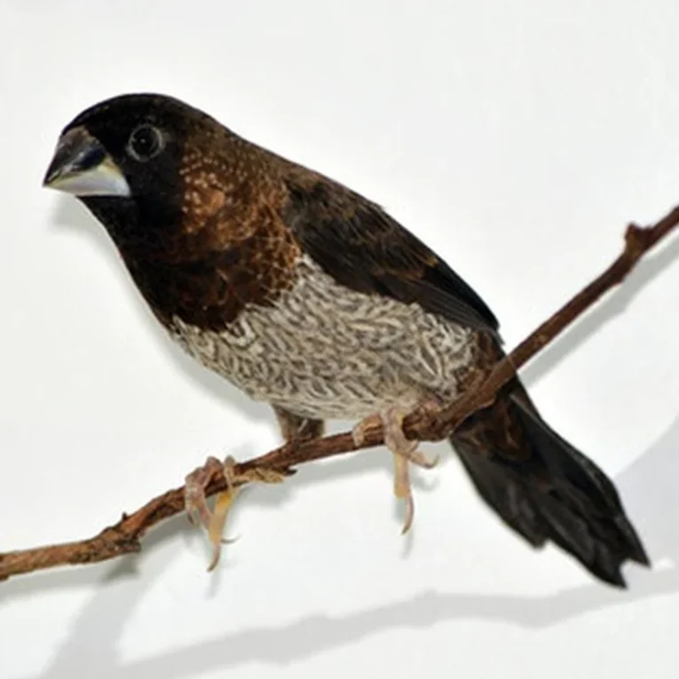 society-finch-216669_828x828.jpg.webp