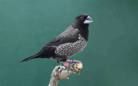 Society Finch – European – Black Grey